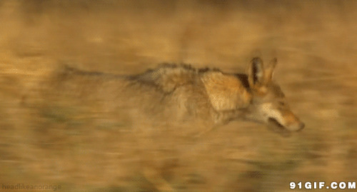 奔跑在灌木林中的狼图片:动物,狼,野狼
