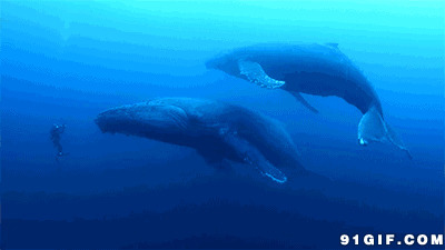 海底不明巨型生物图片:海洋,海豚