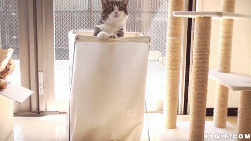 猫猫箱子探头张望图片:猫猫,偷看