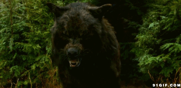 凶猛的狗熊图片:狗熊,黑熊