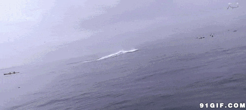鲸鱼跃出海面图片