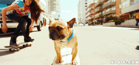 哈巴狗玩滑板图片:狗狗