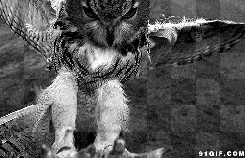 飞到你眼前的猫头鹰图片:猫头鹰