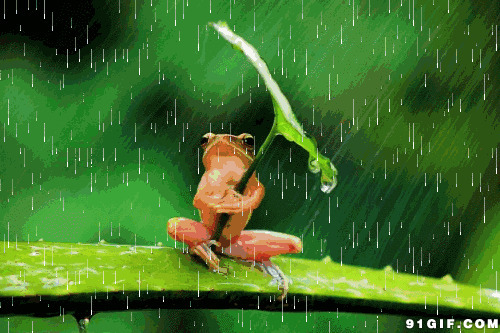 青蛙荷叶当伞遮雨动画图片
