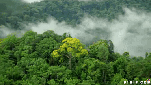 茂密山林白雾弥漫图片:山林,森林