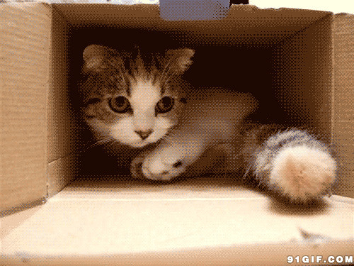 躲在纸箱淘气小猫咪图片:猫猫,淘气