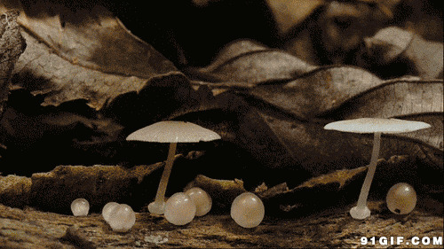 漂亮的蘑菇快速生长图片