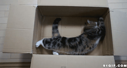 猫咪纸箱里翻滚图片:猫猫,翻滚