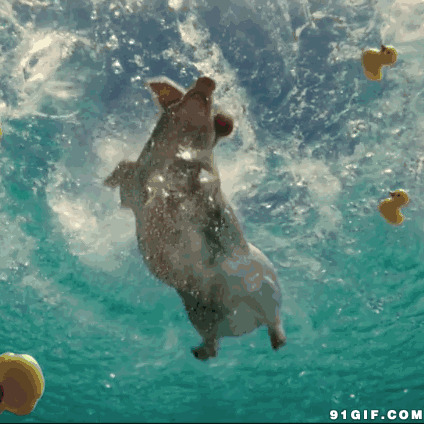 大肥猪泳池游泳图片:小猪,游泳,猪猪,