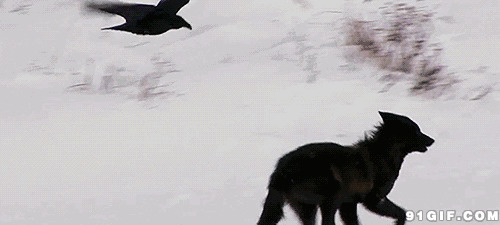 雪地野狼和飞鹰图片
