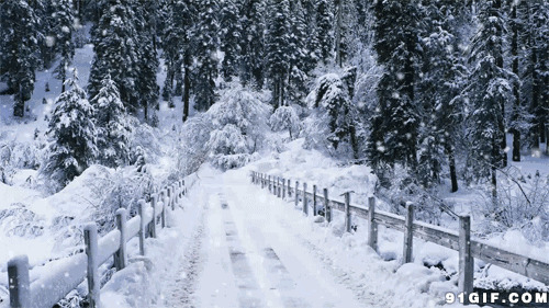 寒冬飘雪铺满林中小道图片:下雪,飘雪,雪景