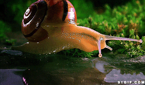蜗牛戏水图片:蜗牛