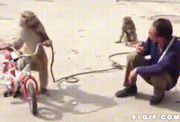 小猴手扇脚踢主人搞笑图片:搞笑,猴子