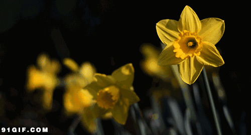 金黄色小花风中摇摆图片:小花,花朵,黄花