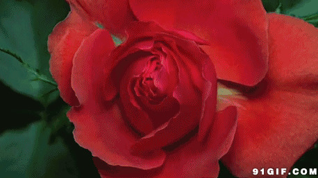 大红花美丽盛开图片