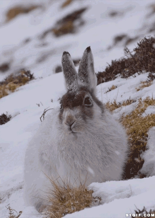 雪天兔子好冷冻得鼻子发抖图片:兔子,野兔