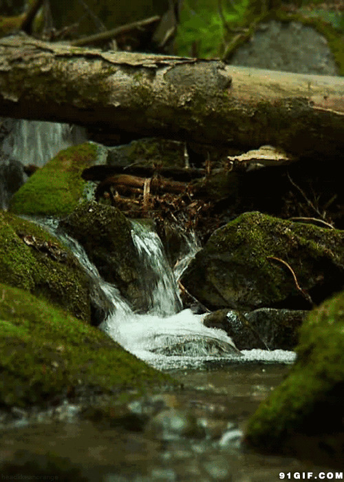 山泉流入溪水图片:小溪,溪水