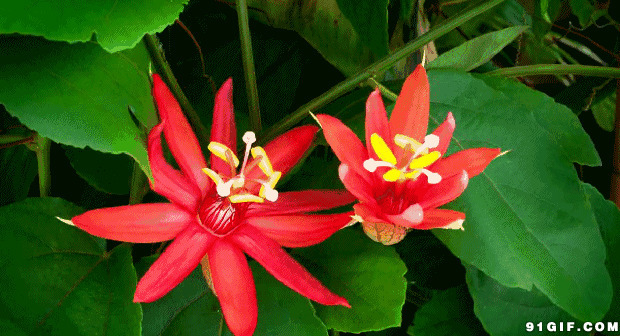 两朵争艳开放的花朵图片:花朵,盛开,开花