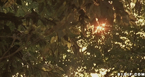 透过茂密树叶一丝阳光图片:树叶,阳光,光线