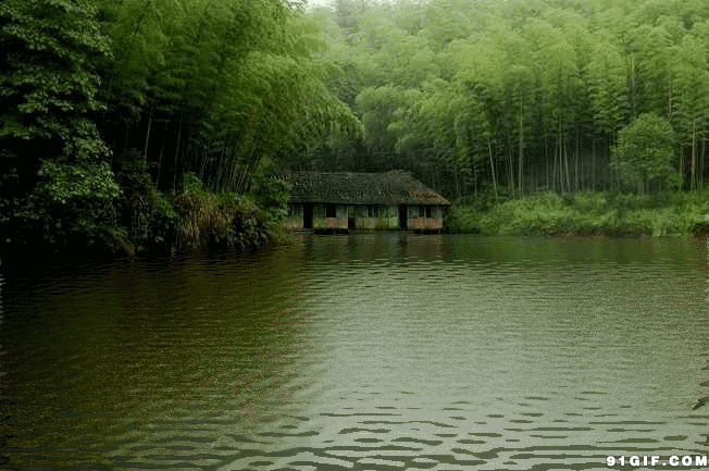 幽静山林湖水泛涟漪图片:湖水,风景,竹子,竹林