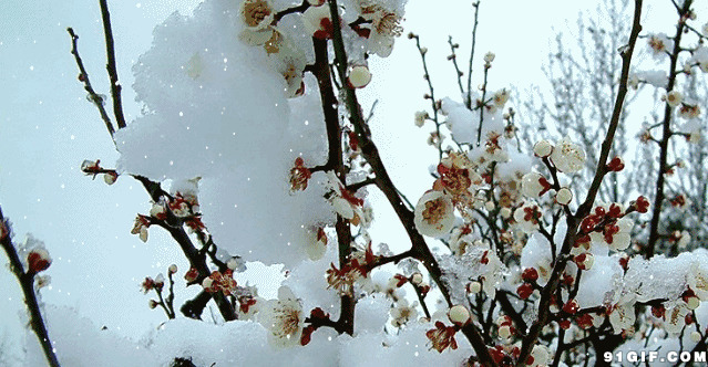 冬季桃树挂满雪花图片:桃花,雪花,下雪