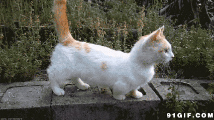 猫猫竖起尾巴准备捕食图片
