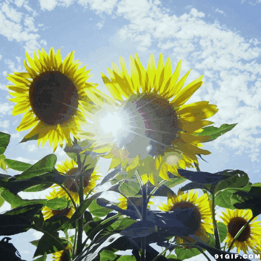 灼热烈日照射葵花图片:阳光,葵花,向日葵