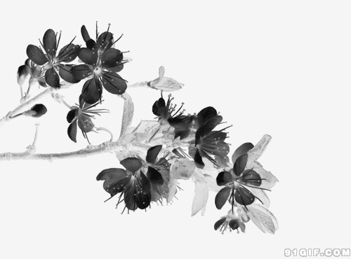 快速绽放的小花图片:黑白,花朵,绽放