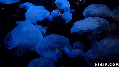 海底蓝色水母图片:海洋,水母