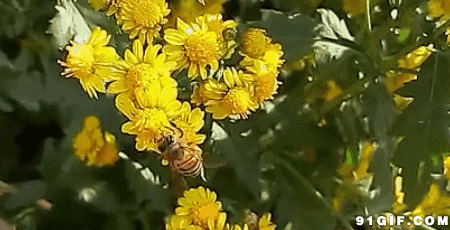 勤劳小蜜蜂花丛采蜜图片:蜜蜂,采蜜