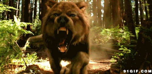 凶残饿狼张牙舞爪图片:饿狼,动物