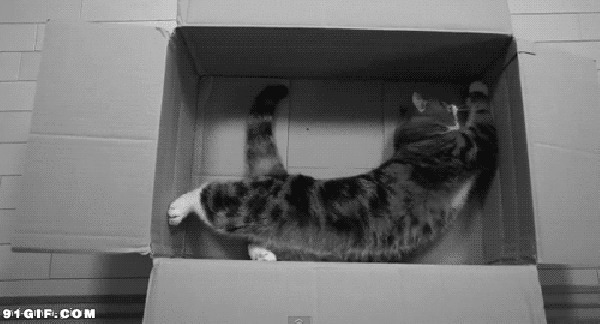 猫猫在纸盒里来回翻滚图片