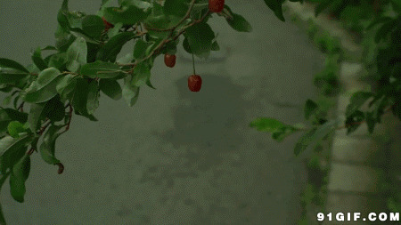 美女跳起摘果子图片