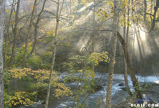 阳光普照山林小河流水图片:阳光,流水,树林