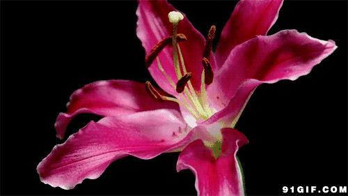 龙蛇兰花绽放图片:鲜花,花朵,龙舌兰
