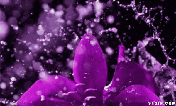 花朵落水溅起水花图片:花朵,紫色