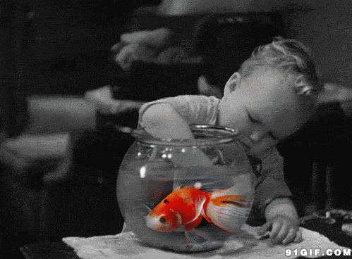 小男孩鱼缸抓金鱼图片