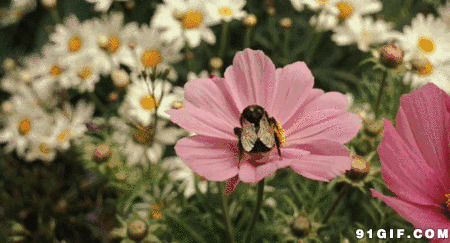 小蜜蜂采花图片:蜜蜂
