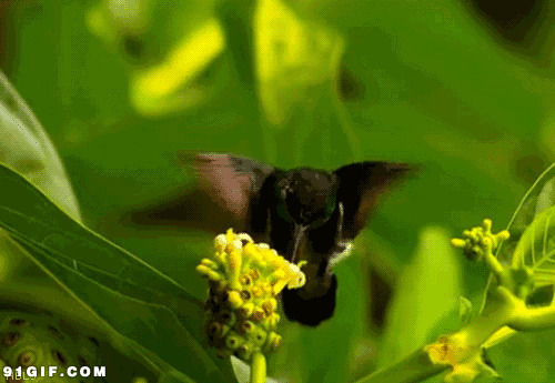 小鸟挥动翅膀停在花朵前图片