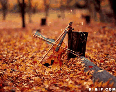 大自然的音乐图片:小提琴,落叶