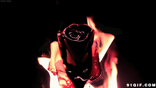 被爱情之火燃烧的玫瑰花图片