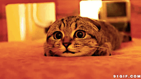 瞪圆眼睛的猫猫图片:可爱,猫猫