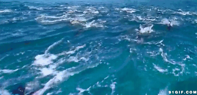 一群海豚海里畅游动态图