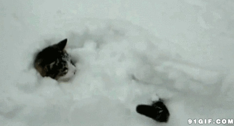 猫猫在雪堆里悠闲的甩尾巴动态图