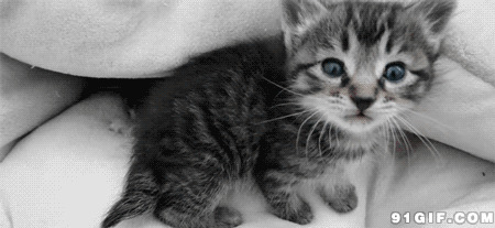 小猫猫沙发上尖叫动态图