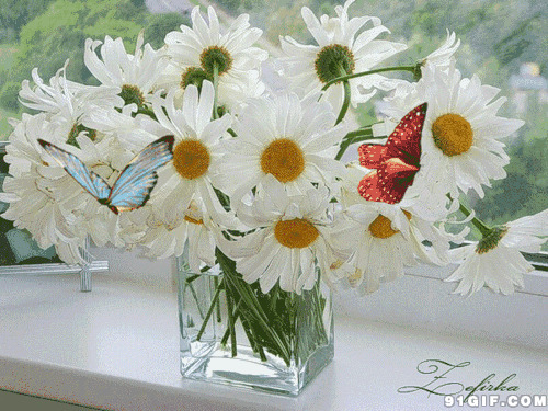 两只蝴蝶围着花瓶飞舞动态图:蝴蝶,菊花