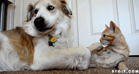 猫猫爪子抓狗狗舌头动态图:猫猫,狗狗