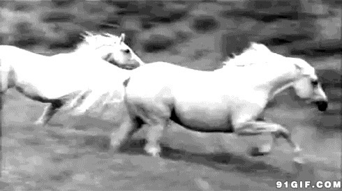 两匹白马奔跑动态图