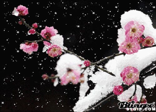 寒冬梅花树堆满雪图片:梅花,下雪