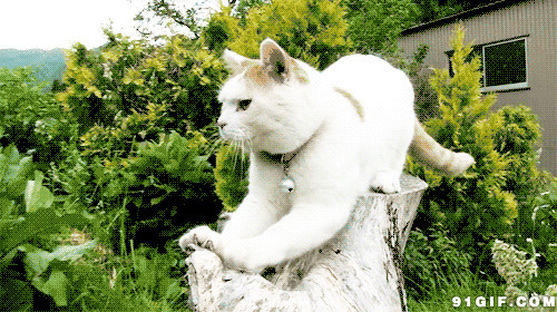 猫猫在树桩上磨爪子动态图